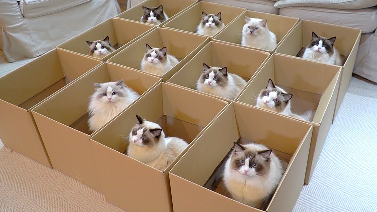 📦 X 11