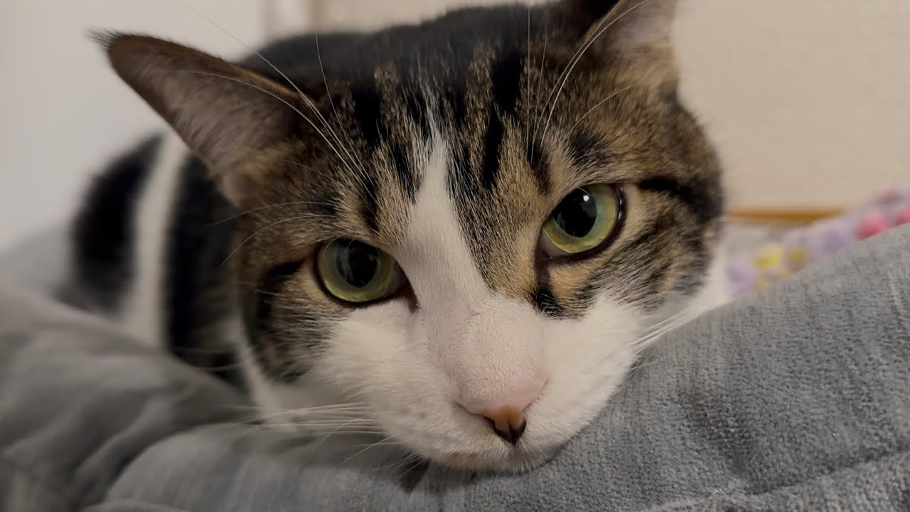 めっちゃ美人なめっちゃ雑種猫