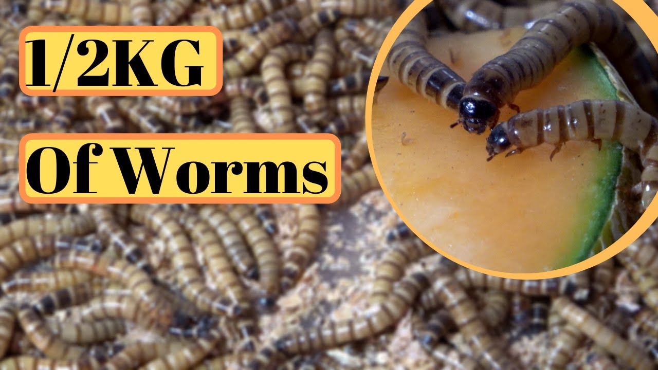Breeding Feeders, Morio Worms