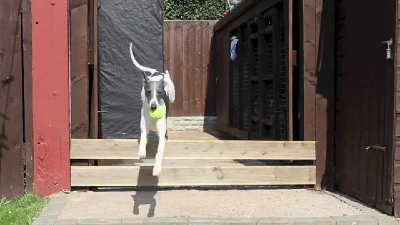 working whippet training pt4