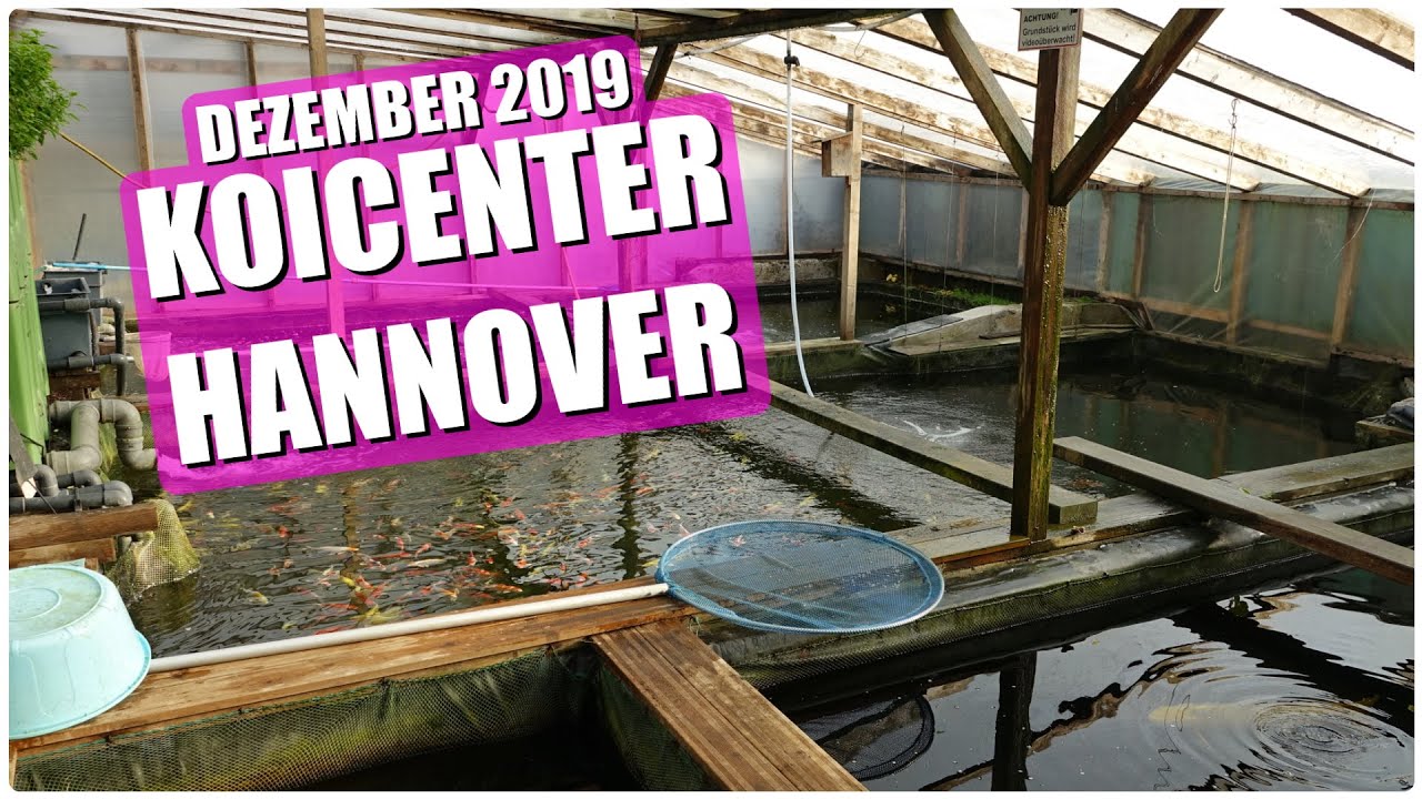 Koiteichblog [151] ★ Koicenter Hannover, Dezember 2019