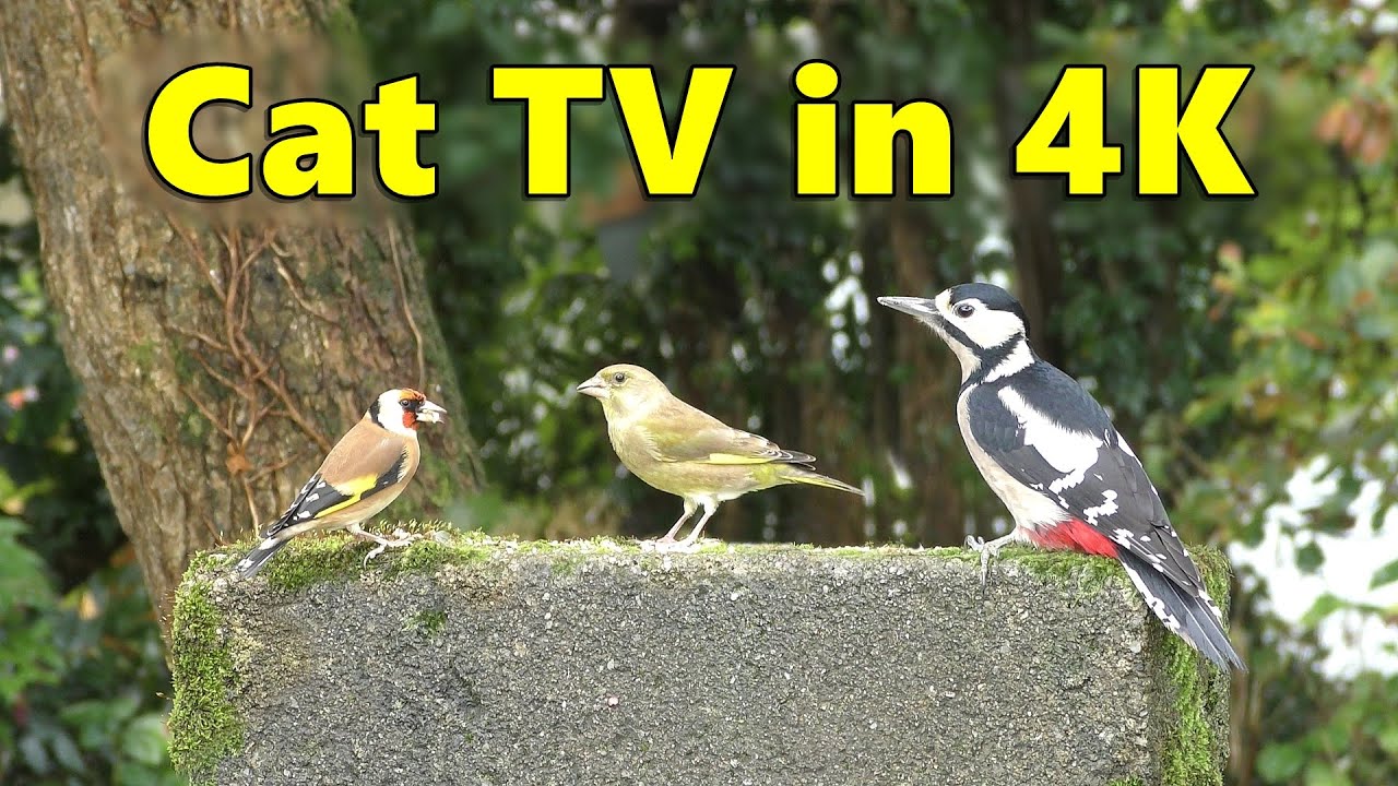 Cat TV in 4k ~ Video for Cats to Watch Birds ⭐ 8 HOURS ⭐