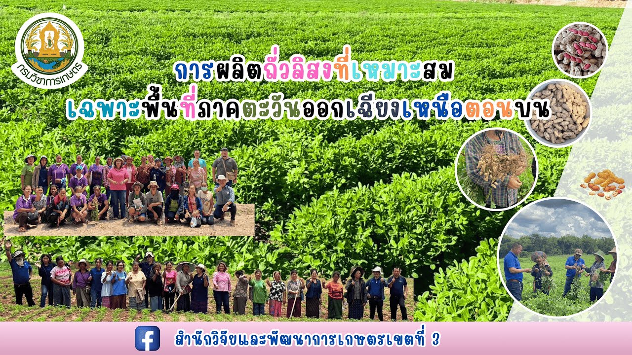 การผลิตถั่วลิสงที่เหมาะสมเฉพาะพื้นที่ ภาคตะวันออกเฉียงเหนือตอนบน #ถั่วลิสง #เกษตรก้าวไกลกับสวพ.3