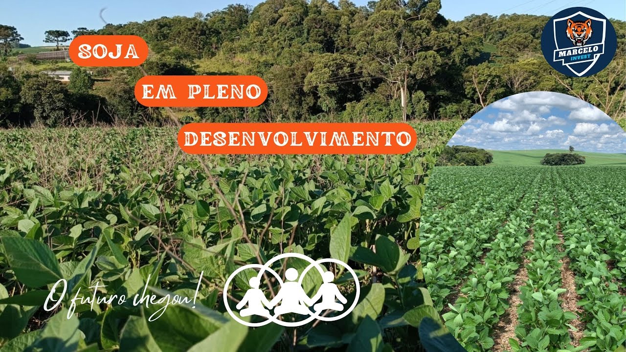 COMO ESTÁ A NOSSA SOJA ZEUS COM 50 DIAS#agro #farming #farmer