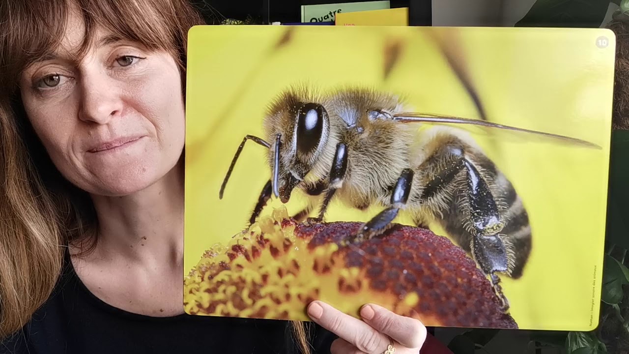 Animaux de la ferme et cris - Lundi 30 mars