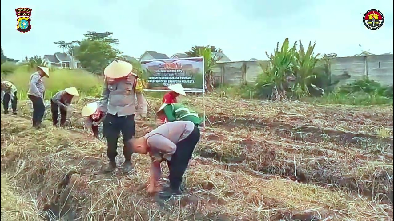 PENANAMAN JAGUNG PIPIL DLM RANGKA MENDUKUNG SWASEMBADA DIWILAYAH HUKUM POLSEK BINAWIDYA POLRESTA PKU