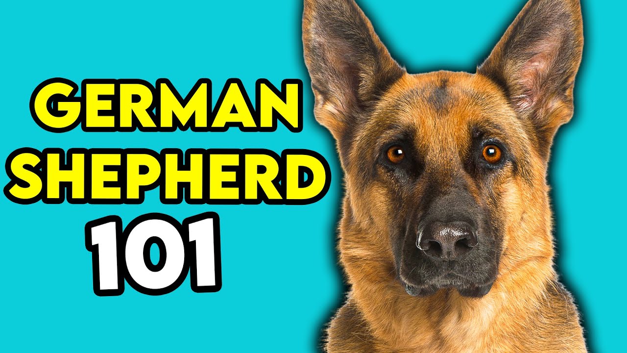 German Shepherd 101 - Learn Everything You Need To Know