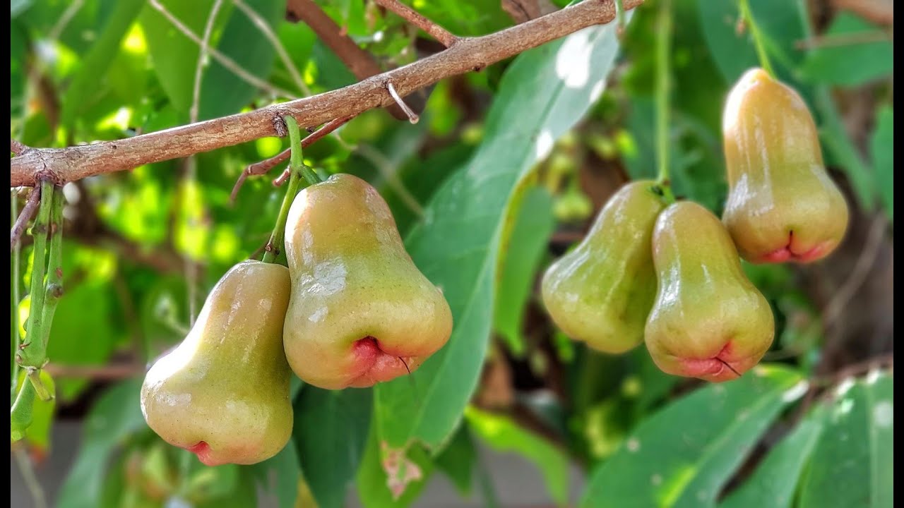 Rose Apple Fruit Farming and Harvesting |  Asian Bell Fruit Agriculture technology |@junefarming1444