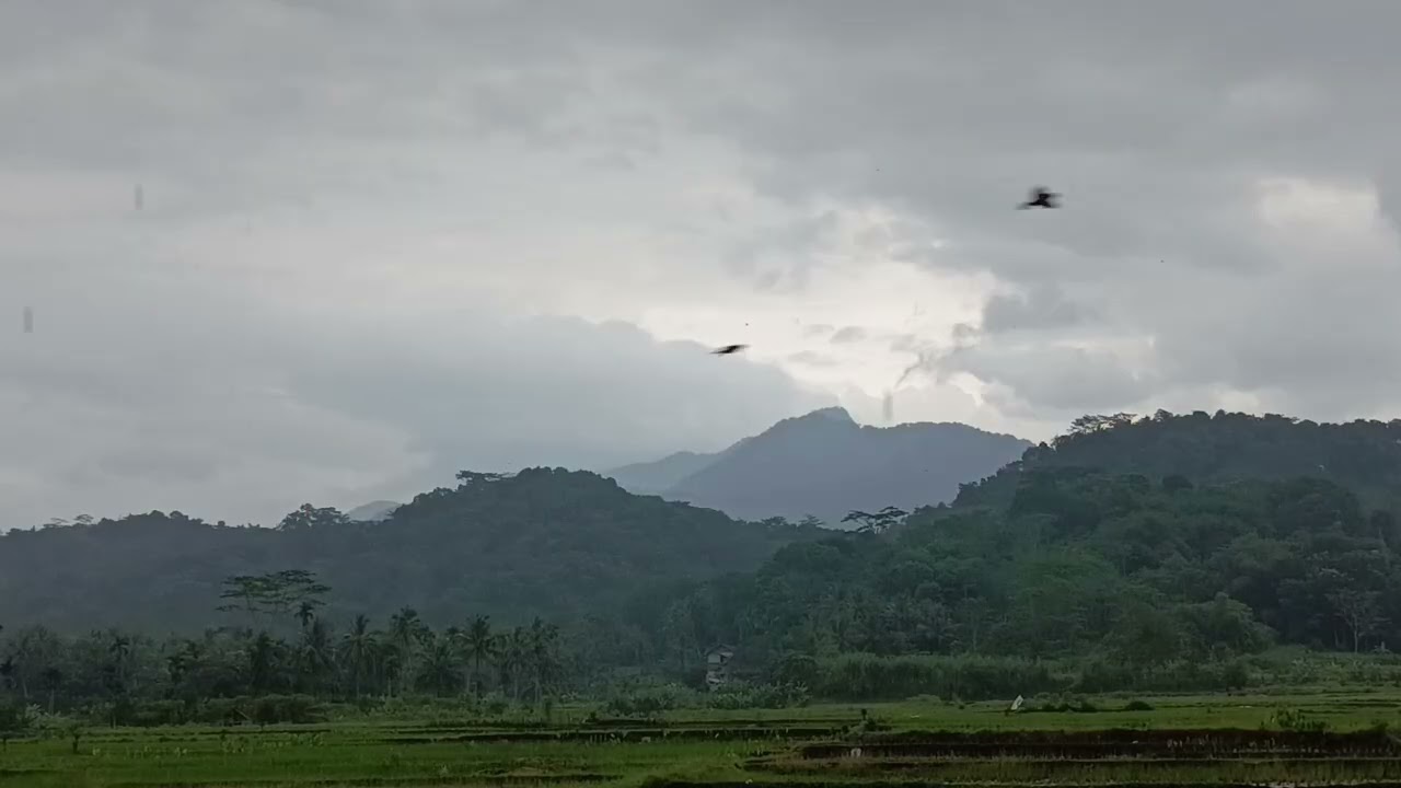 View Of Rice Field And Mountains During A Rainy Afternoon With The Sound Of A Forest