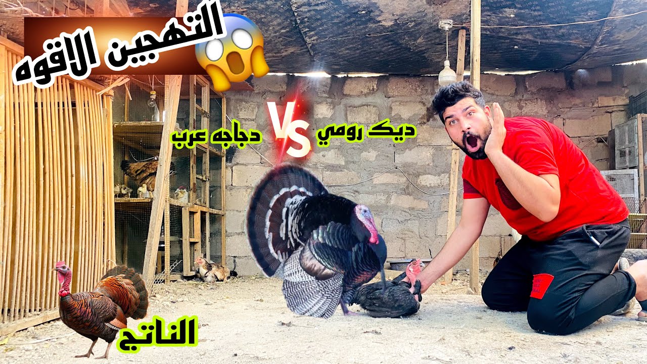 أقوى تجربه تهجين ديك رومي 🦃 ودجاجه عرب😱