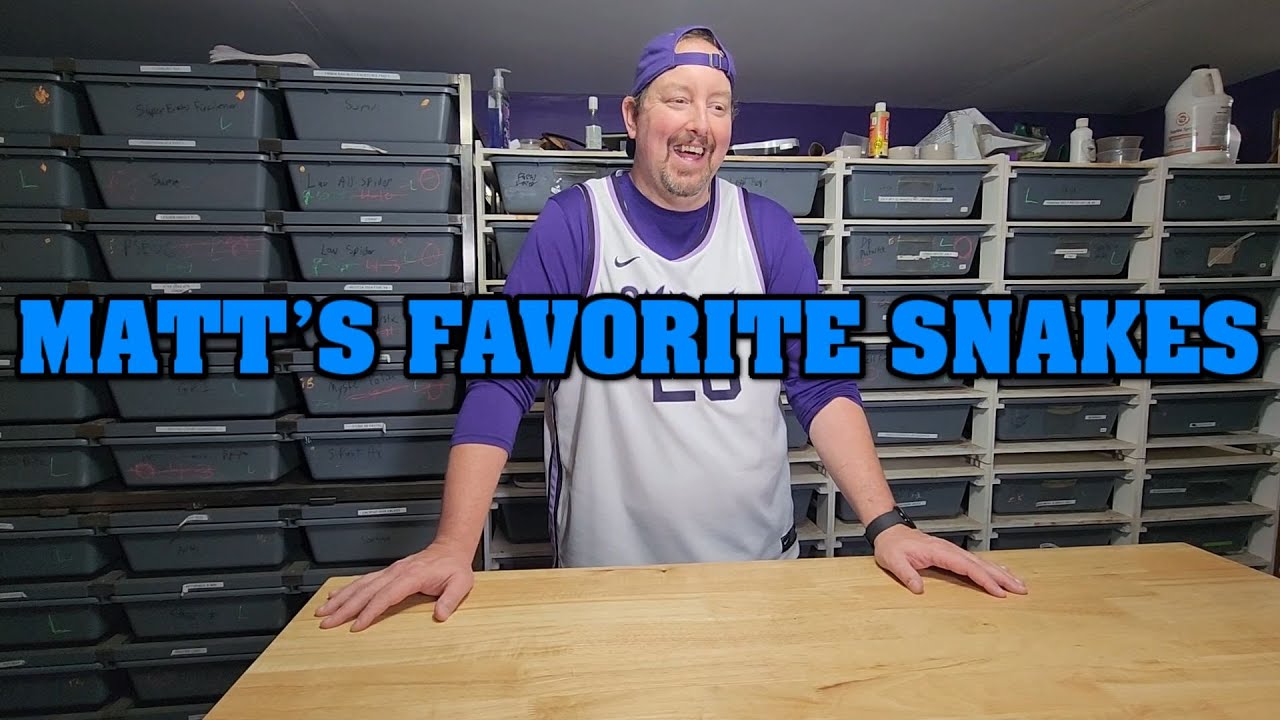 With Olympus Reptiles CLOSING, what is my actual FAVORITE SNAKE???