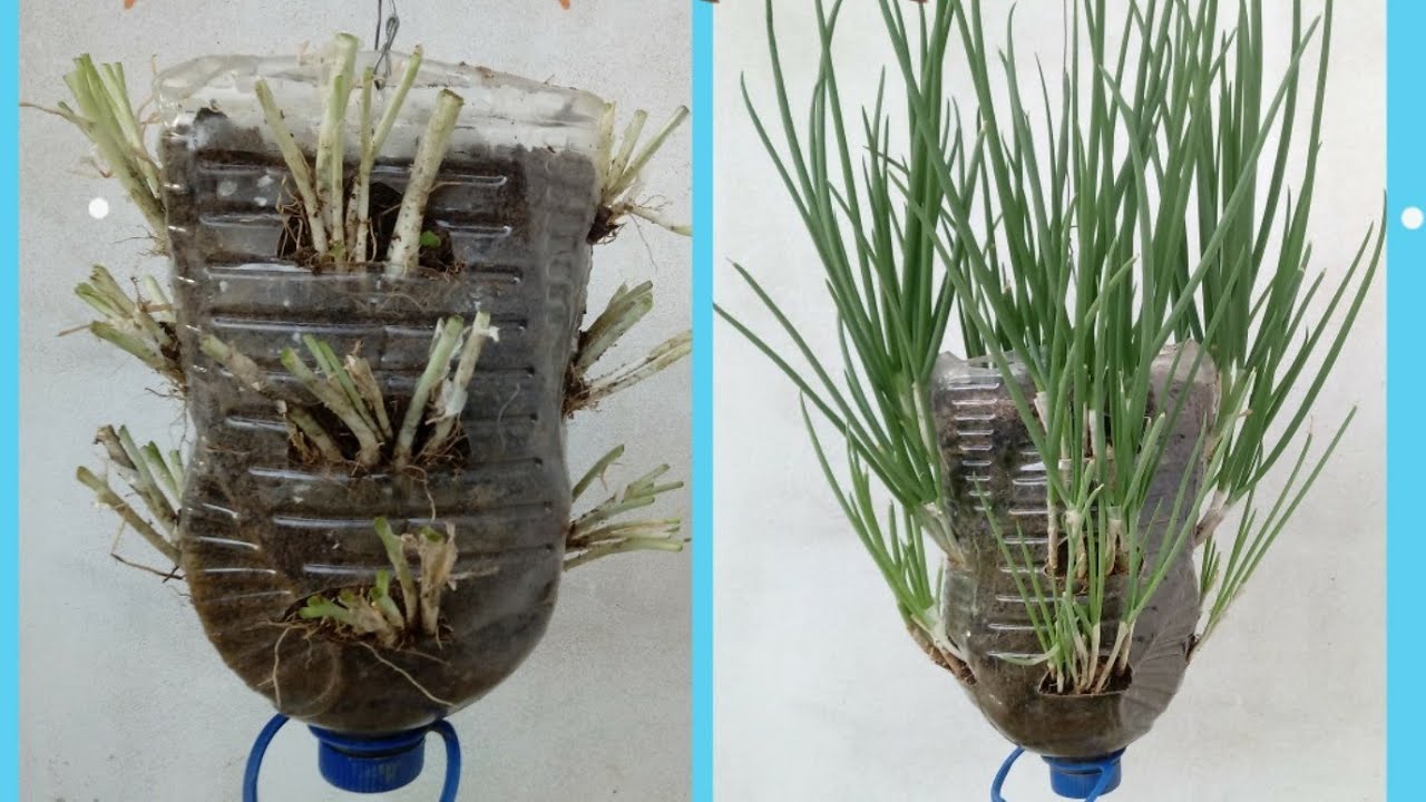 Como plantar Cebolinha na garrafa pet