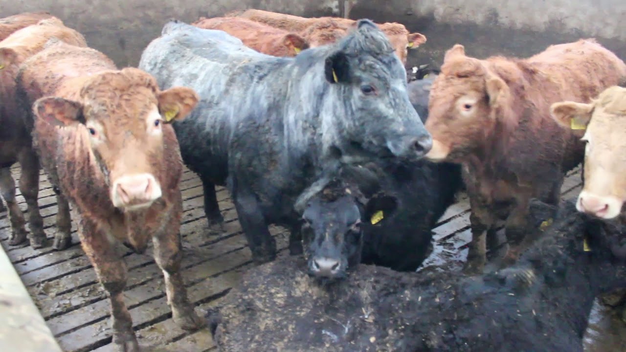 NI Better Farmer: Alastair McNeilly, Antrim