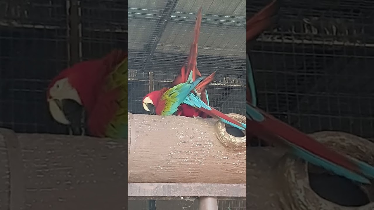 Scarlet Macaw MATING,