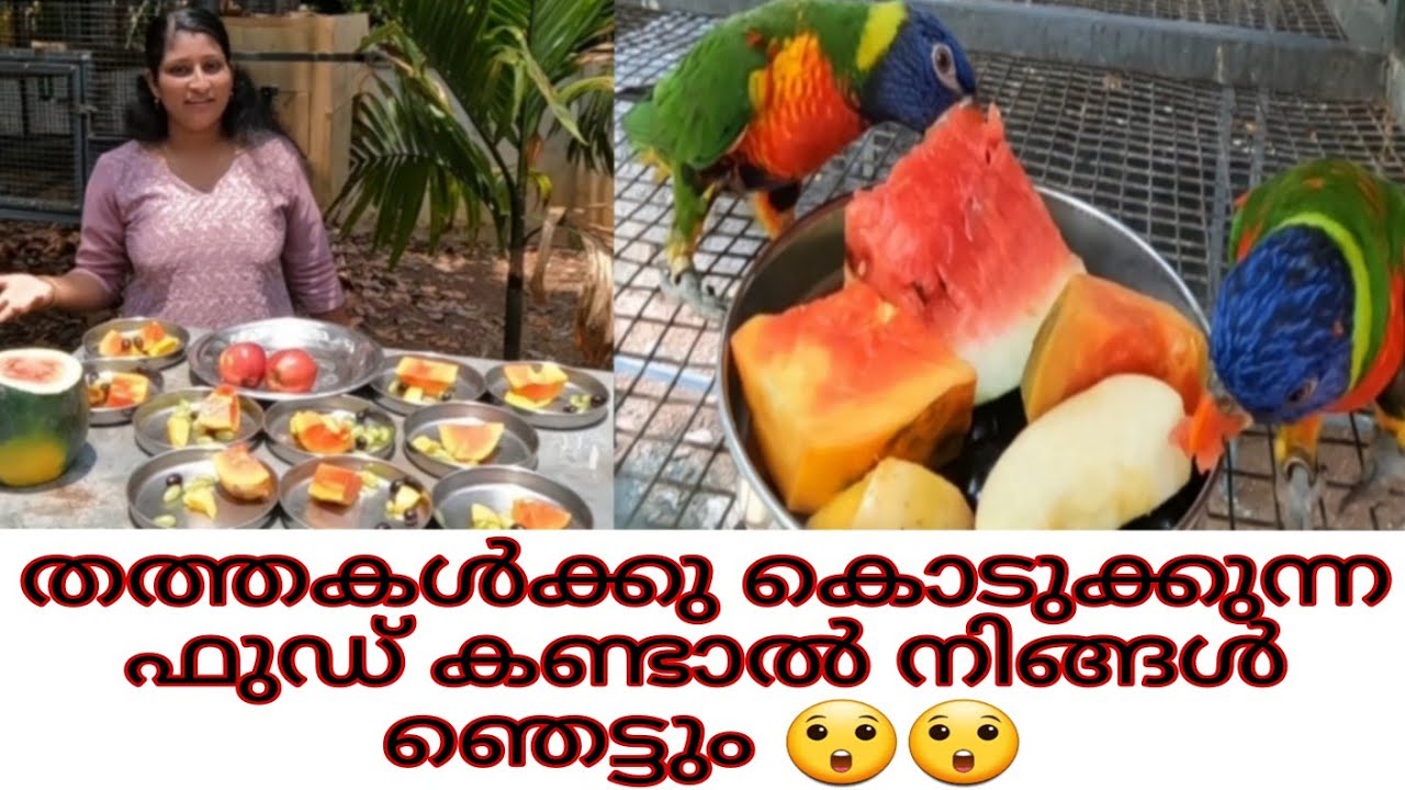 lorikeet food in india 😲😲 How??????????