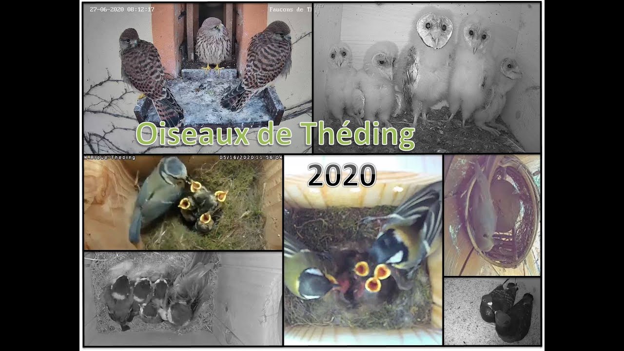 Résumé de l'année 2020 - Les Oiseaux de Théding