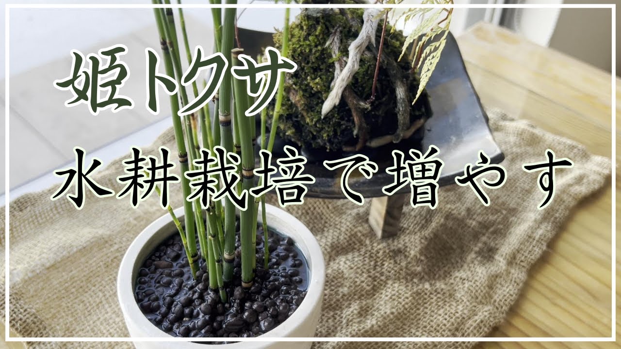 【水耕栽培】姫トクサ／水耕栽培で簡単に増やせます