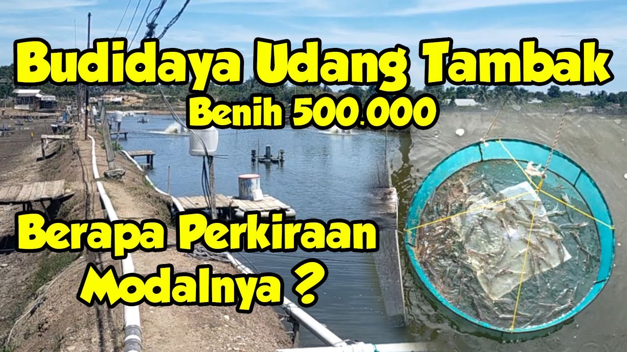 BUDIDAYA UDANG VANAME BENIH 500.000 || MODAL YANG DIHABISKAN