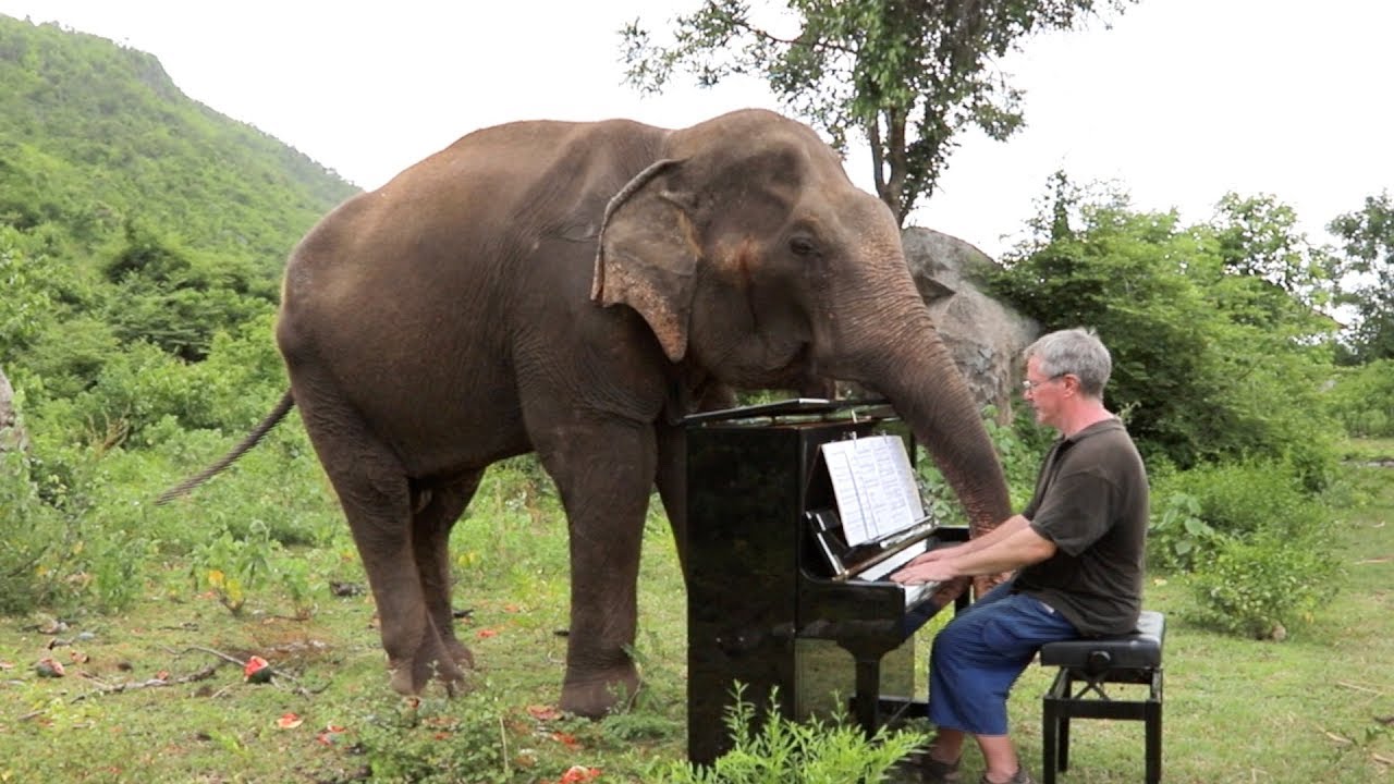 Beethoven on Piano for Romsai the Elephant