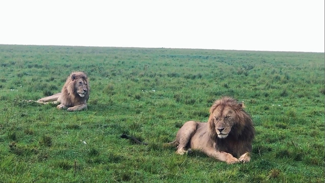 Topi Male Lions of Masaimara | Son of Salas Males | 22 February 2026