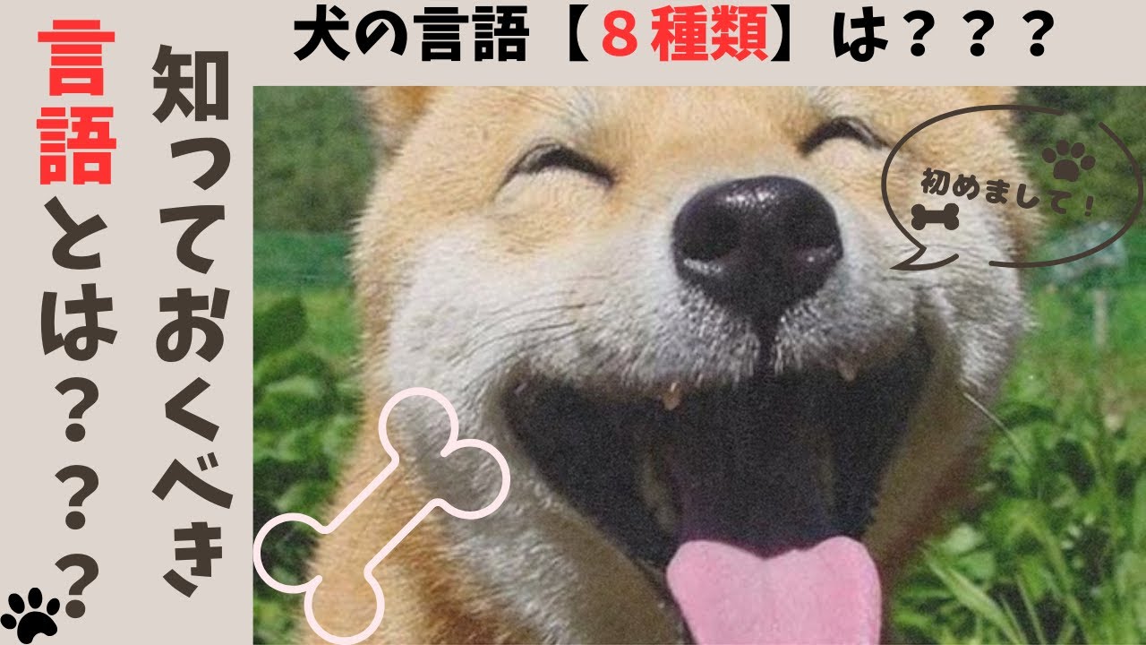 【犬の言葉を理解するコツ】#言葉の力 #犬