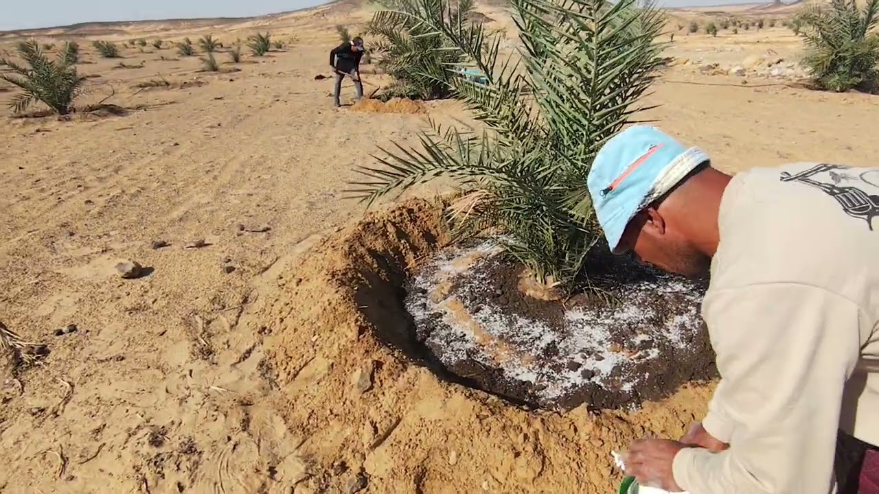 فوائد وضع الخدمه على سطح التربه.تحسين التهويه تقويه الجذور القريبه من النخله زياده احتفاظ التربه ماء