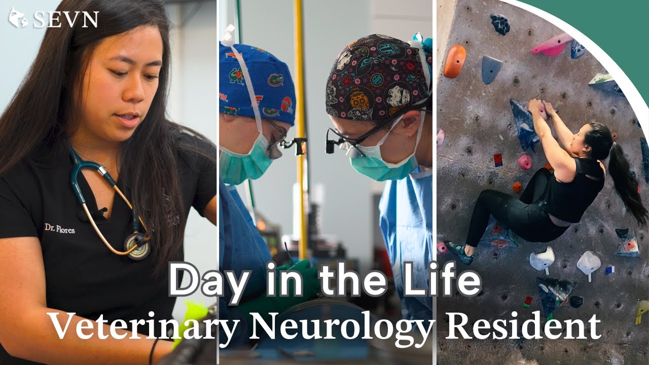 A Day in the Life of a Veterinary Neurology Resident || Dr. Flores