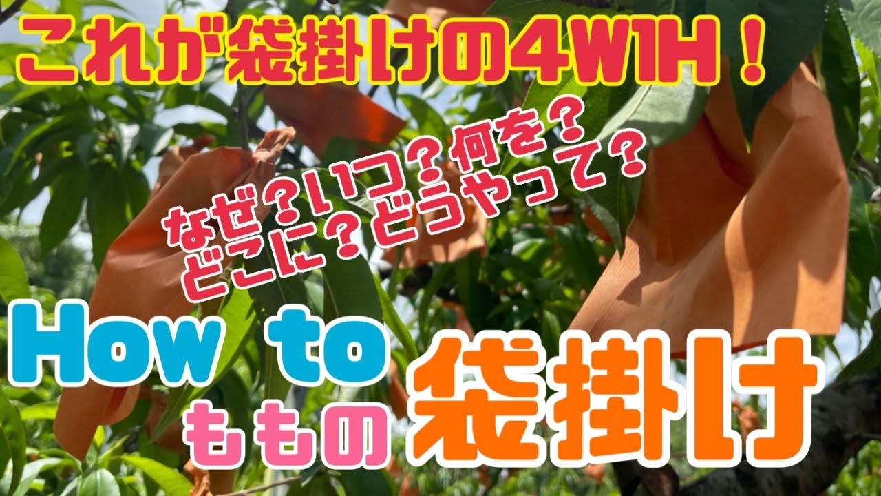 ♯103 【初心者必見】桃の袋掛けを簡単解説！【袋掛け】