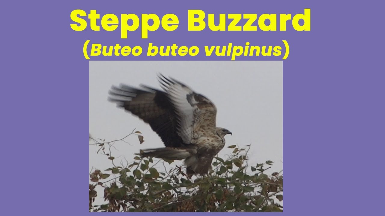 Steppe Buzzard (Buteo buteo vulpinus) in Haripur, Pakistan | Repeated Winter Records