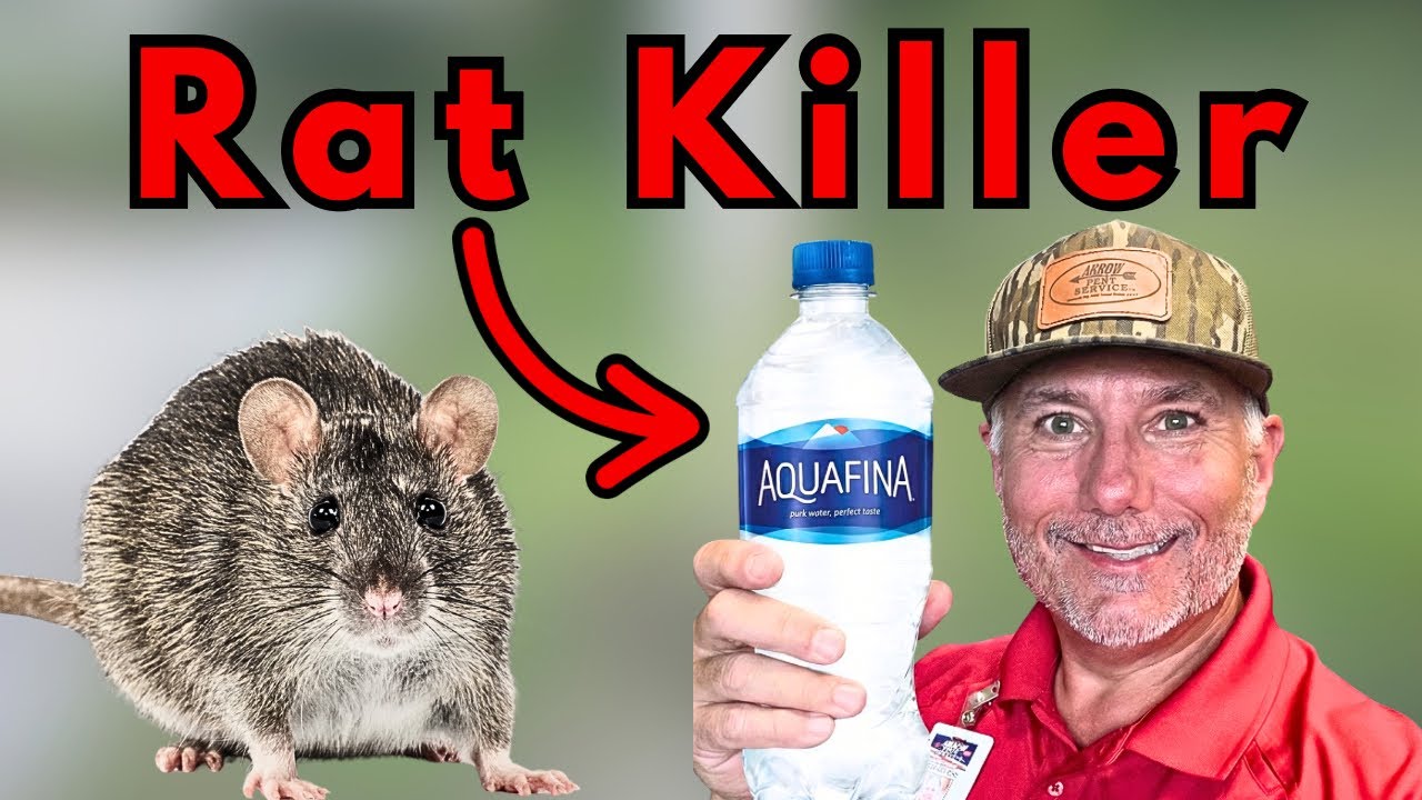 EXTREME RAT KILLING -WARNING Don't Try This At Home!