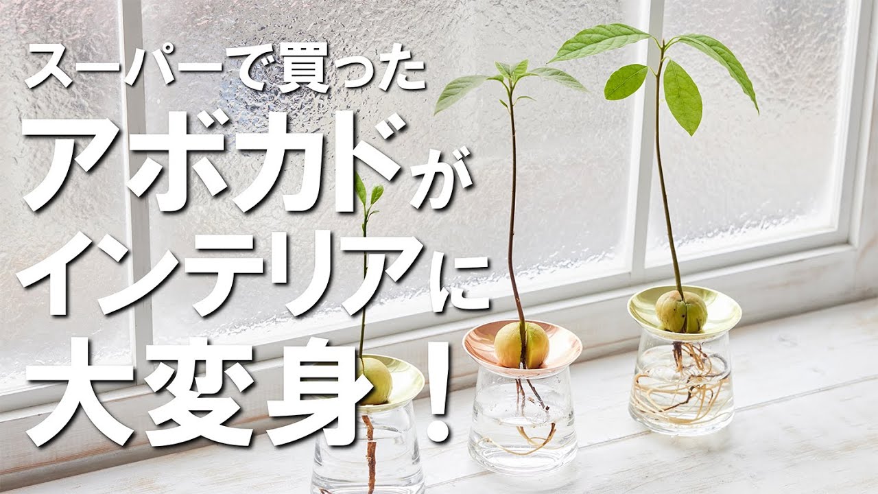 【アボカドの育て方】ほぼ100％成功する！アボカドの種を水耕栽培で育てる方法