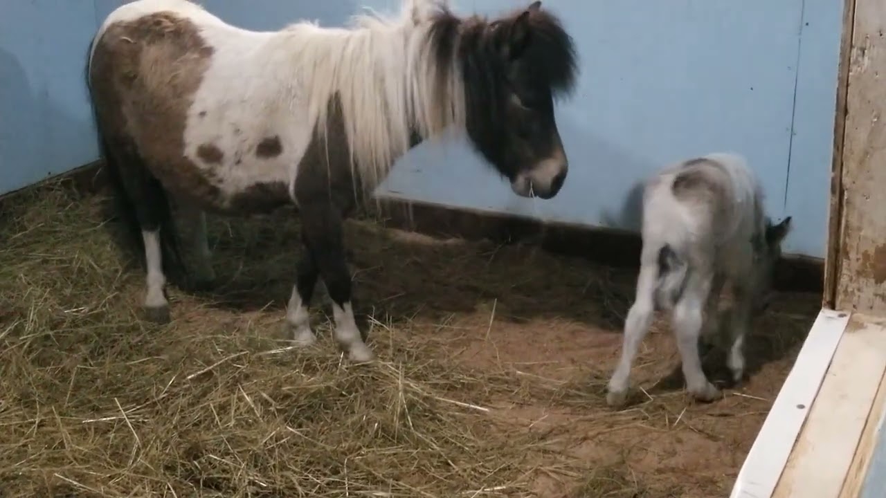 Rose had her filly before we could get her on the foaling camera!