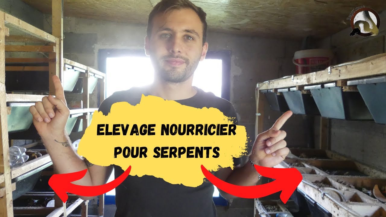 Mon ELEVAGE NOURRICIER de RAT pour SERPENT !!!