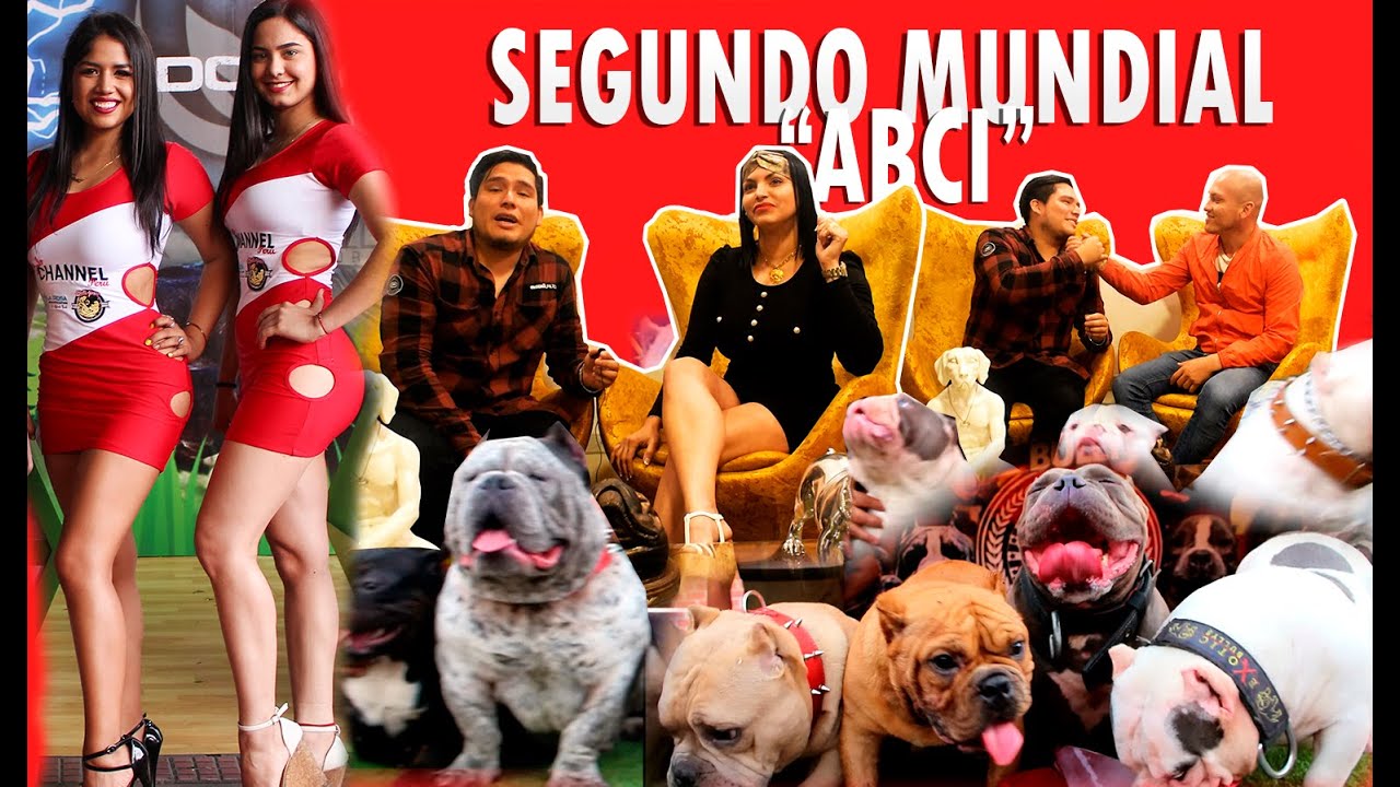 SEGUNDO MUNDIAL ABCI | (BULLY EXOTIC - BULLDOG EXOTIC - AMERICAN BULLY - BULL TERRIER) PRIMERA PARTE