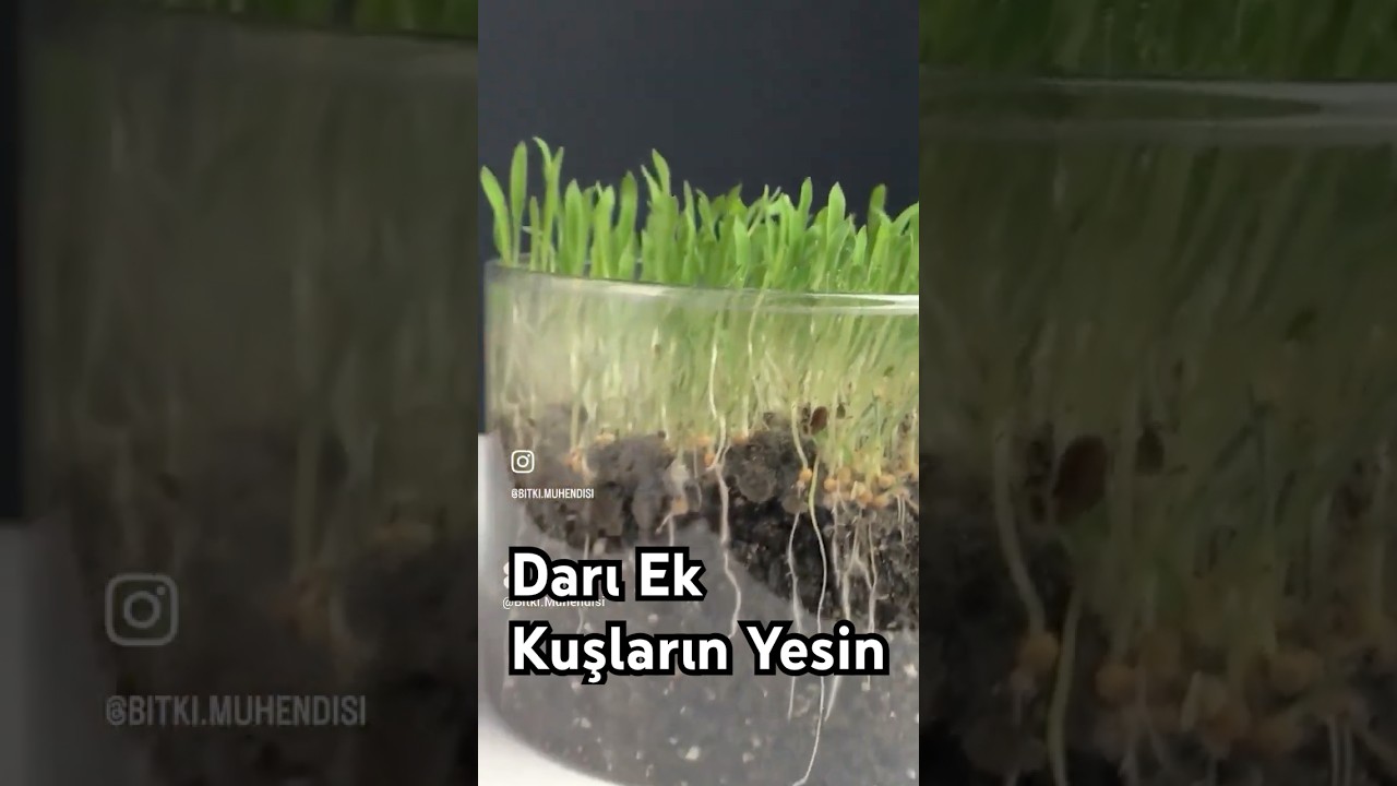 Darı NAsıl Ekilir? #darı #darıekimi