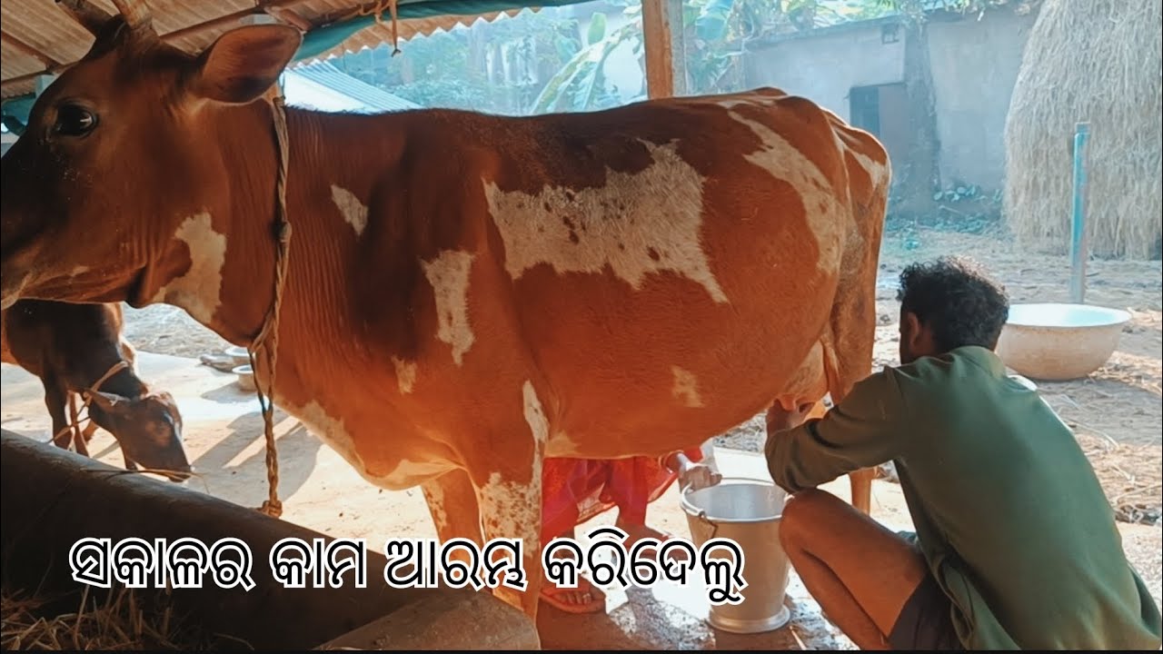 ଘର ଗାଈ ଦେଉଛି ୧୨ ଲିଟର କ୍ଷୀର🤗 !! Pankaj Dairy Farm at Baripada