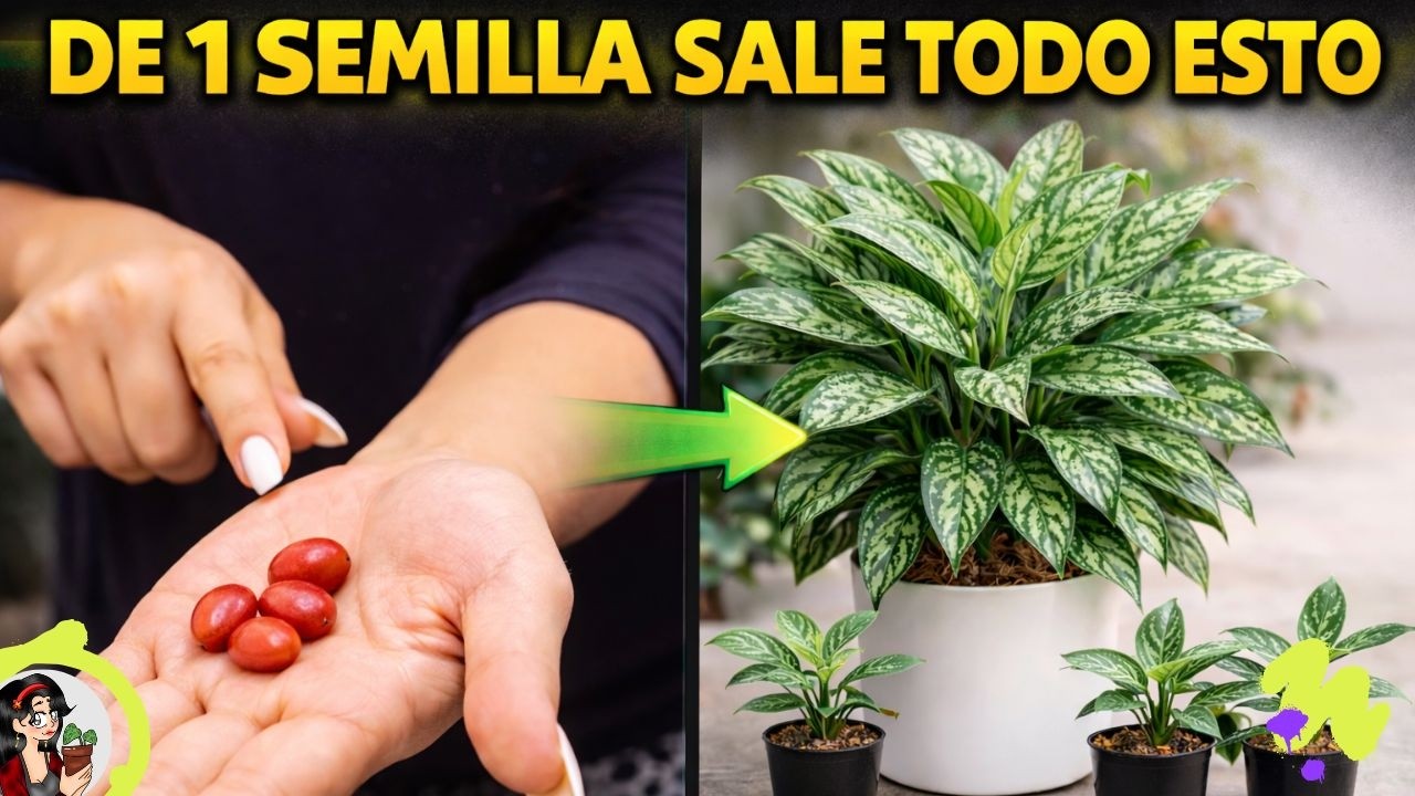 Muchos evitan las semillas… pero mira esto