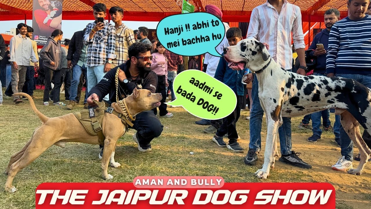 Jaipur Biggest dog show mei Kya kya dikha Bully aur Aman ko 🤯 - Year 2025