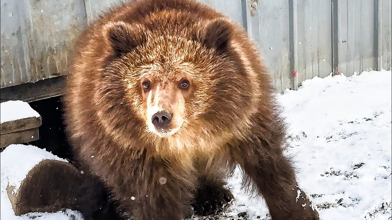 Мы полетели СПАСАТЬ МЕДВЕЖОНКА НА КАМЧАТКУ! История мишутки Потапыча 🧸❤️