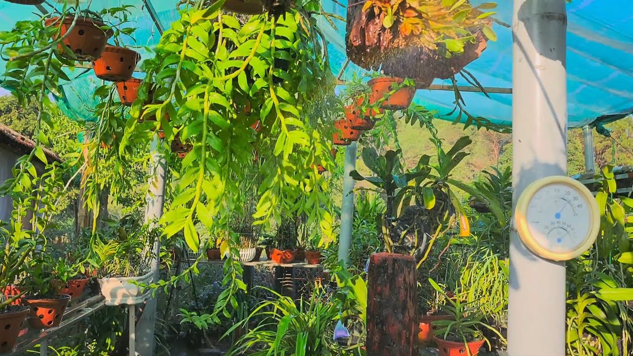 Giảm nước và cắt nước như thế nào cho đúng, bây giờ cắt nước cho lan được chưa ???