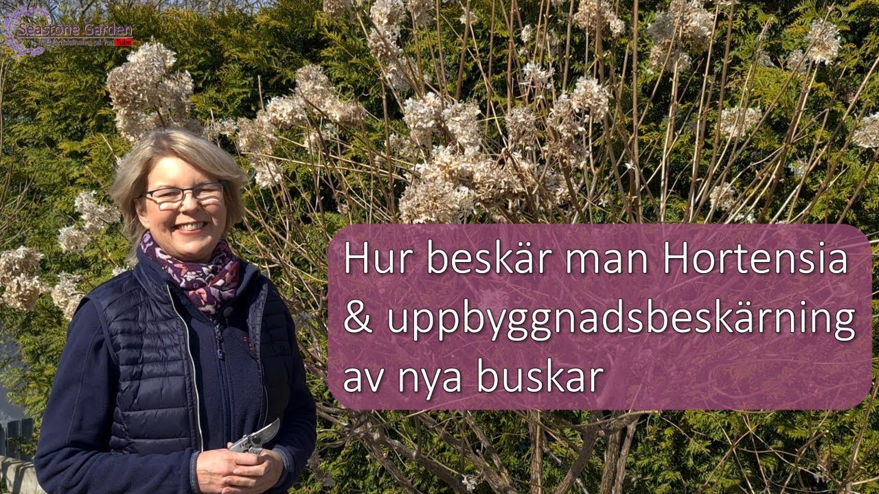 Hur beskär man Hortensia Vipphortensia Höstsyren Paniculata  Uppbyggnadsbeskärning  Limelight ARS