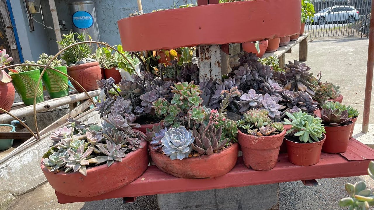 3/15 Constant evolution of our boarding house's succulent garden is a treat to see changes each week