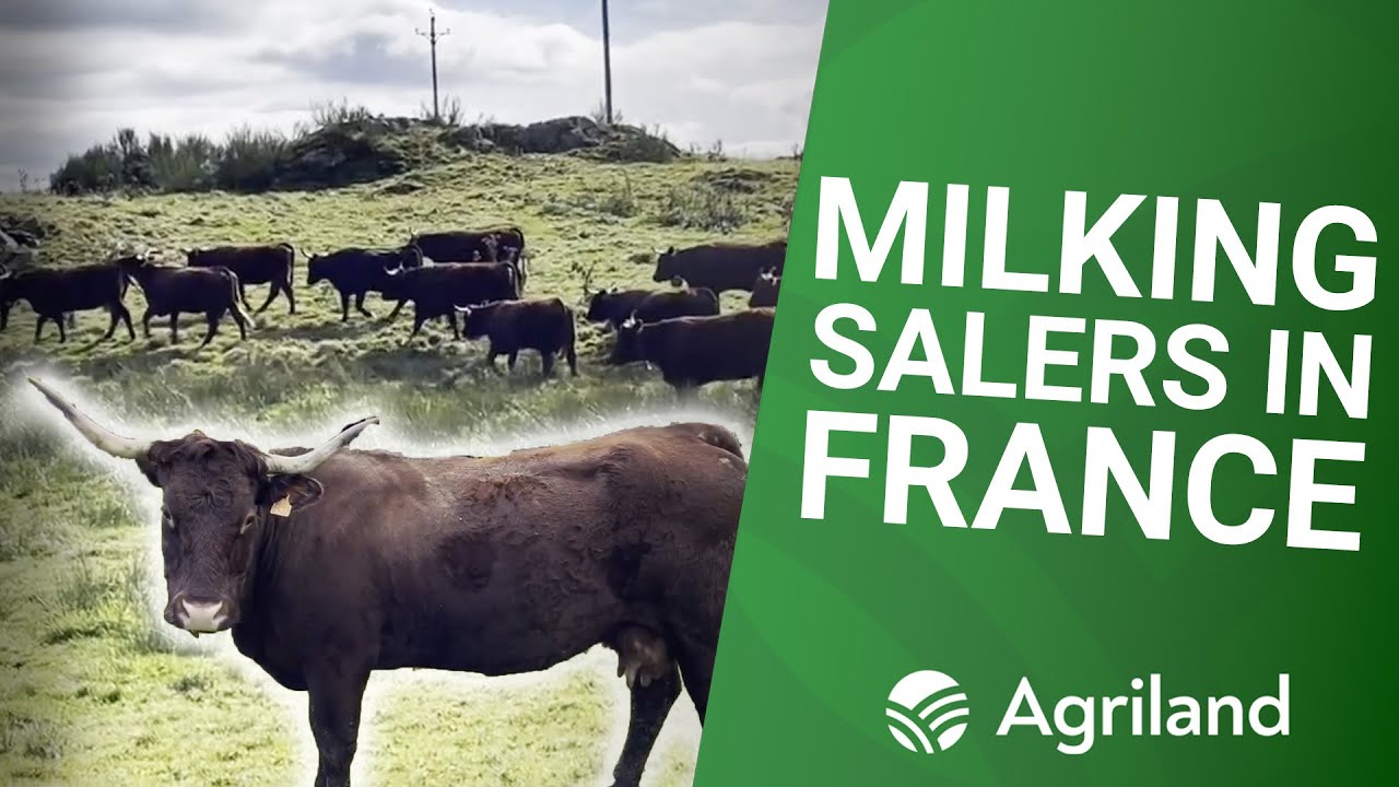 Parlour designed for milking Salers suckler cows in France