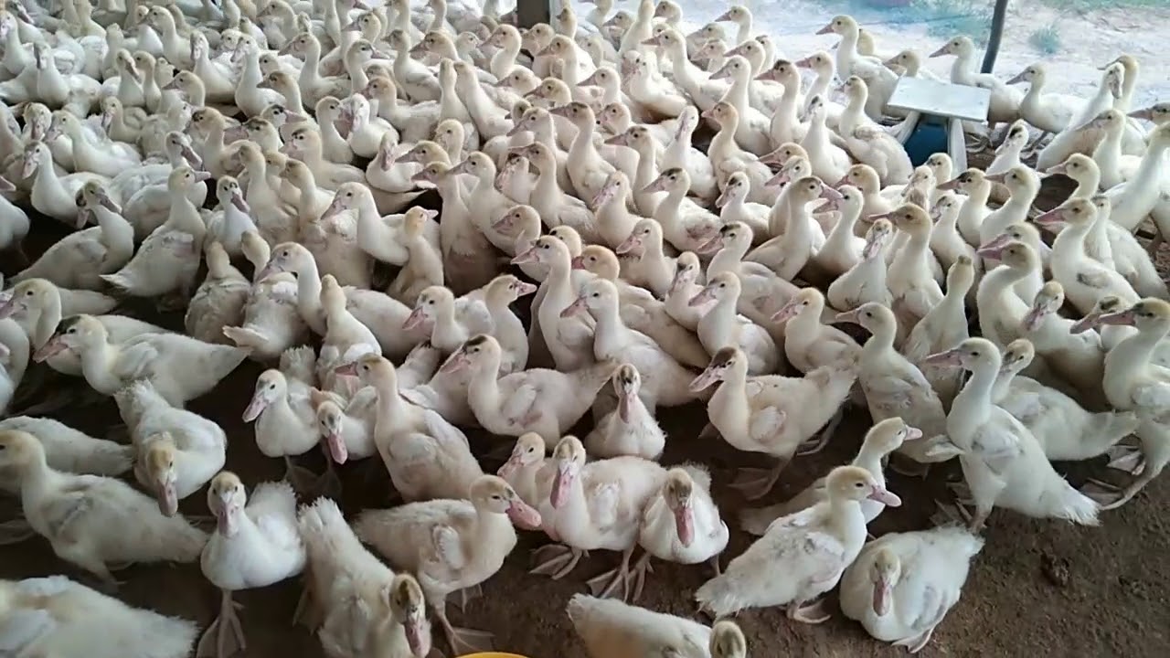 วัคซีนอาหิวาต์ #การฉีดวัคซีนเป็ด #อายุเป็ดที่ฉีดวัคซีน