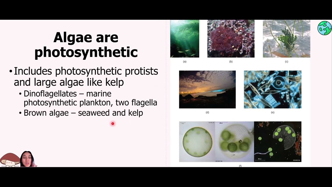 Eukaryotic Microbes   Fungi, Algae, and Lichens