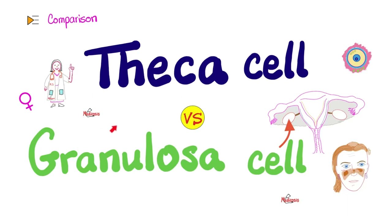 Theca Cell vs. Granulosa Cell - The ovary - Physiology