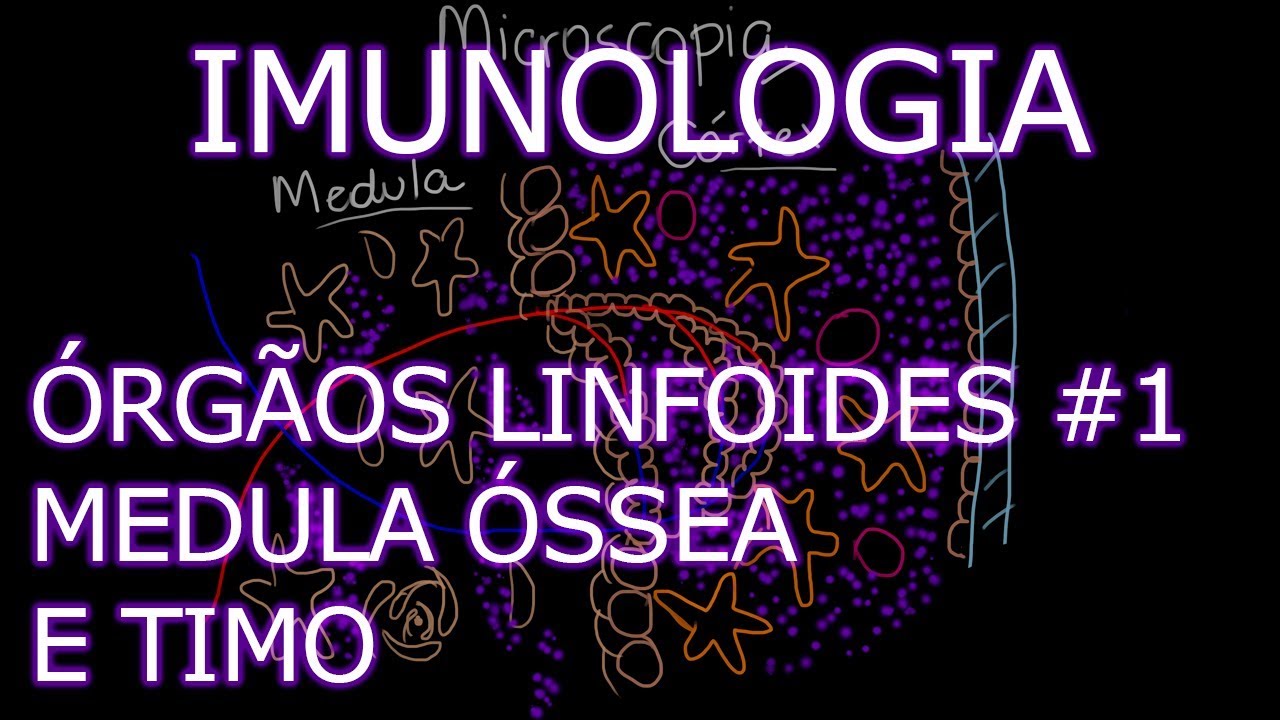 Aula: Imunologia - Órgãos Linfoides - Medula Óssea e Timo | Imunologia #4