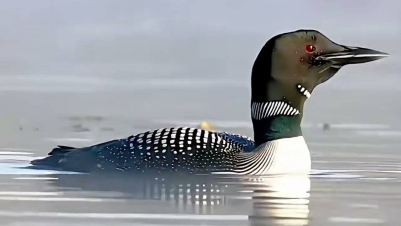 Loon's Vocal Call and Sound