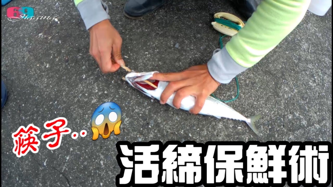 [路亞擬餌]  一雙筷子🥢就搞定!!!..超強🐟活締保鮮術 2020/04/ 台灣69J釣魚俱樂部(69J Fishing Club)