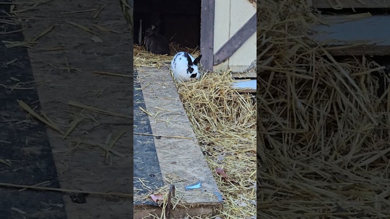 #trendingvideo #farmlife #bunny #cuteanimal #animallife #tiktok #tiktokvideo #trending #trend  